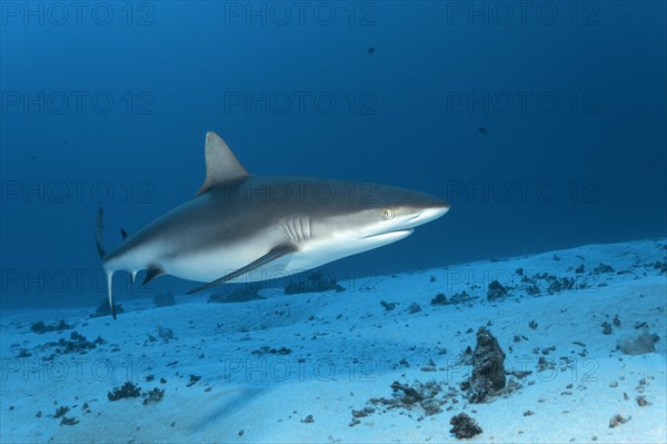 Grey Reef Shark (Carcharhinus amblyrhynchos) over a sandy sea bottom