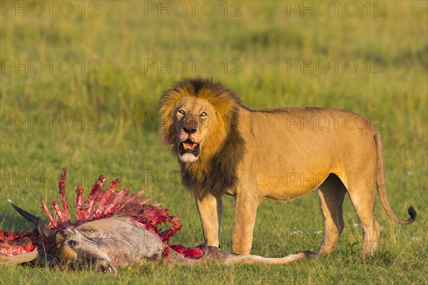 Lion (Panthera leo)