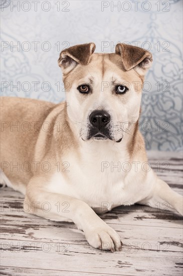 Akita Inu mixed-breed dog