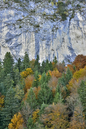 Colourful autumn forest in front of a rock face