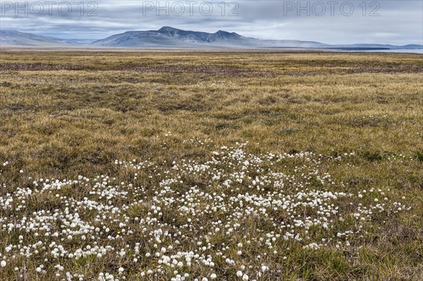 Arctic Cotton grass (Eriophorum scheuchzeri ssp. arcticum) on a plain