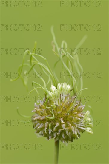 Wild Garlic