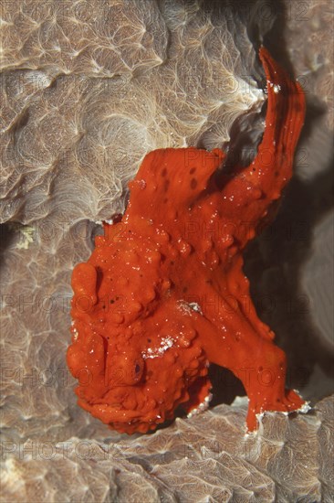 Painted Frogfish or Painted Anglerfish (Antennarius pictus)