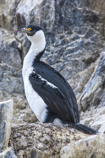 Blue-eyed Shag or Imperial Shag (Phalacrocorax atriceps) at its nesting site