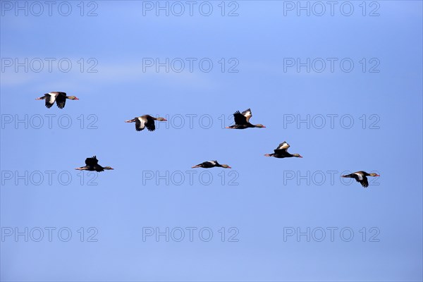 Black-bellied Whistling Ducks (Dendrocygna autumnalis)