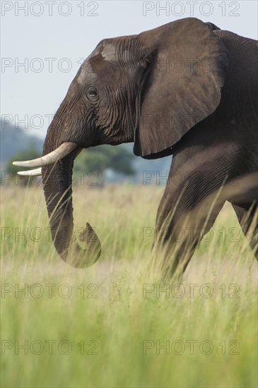 African Elephant (Loxodonta africana)