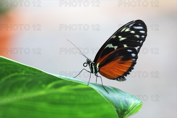 Hecale Longwing (Heliconius hecale zuleika) on a leaf