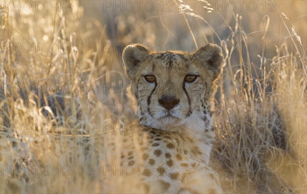 Cheetah (Acinonyx jubatus)