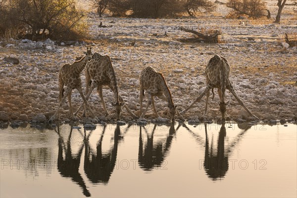 Four Giraffes (Giraffa camelopardalis)