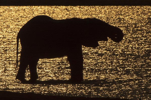 African Bush Elephant (Loxodonta africana)