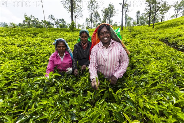 Tea pickers