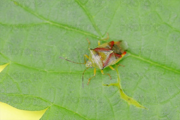 Birch Bug (Elasmostethus interstinctus)