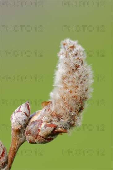 Grey Poplar (Populus canescens)