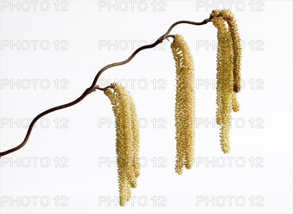 Corkscrew Hazel (Corylus avellana 'contorta')