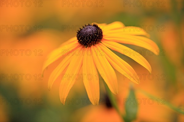 Black-eyed Susan or Orange Coneflower (Rudbeckia fulgida)