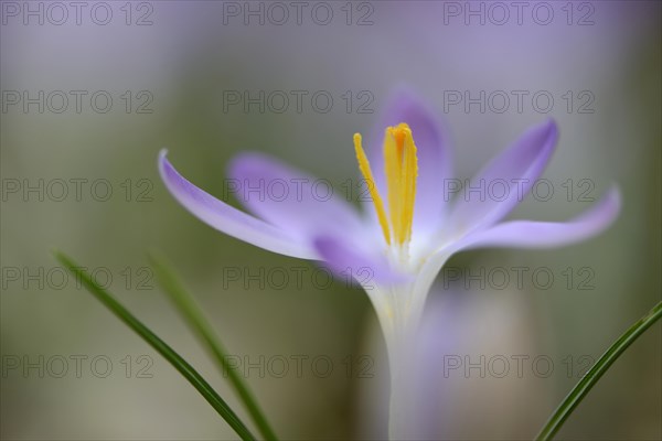 Early Crocus (Crocus tommasinianus)