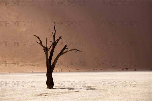 Dead tree in the Dead Vlei desert