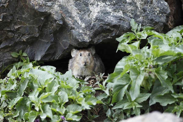 Pika (Ochotonidae)