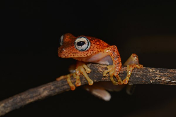 Boophis pyrrhus