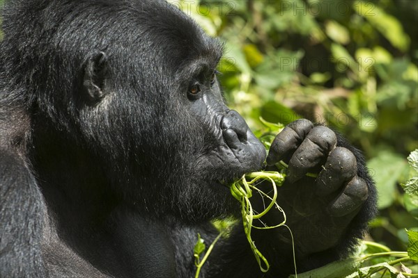 Mountain Gorilla (Gorilla beringei beringei) feeding