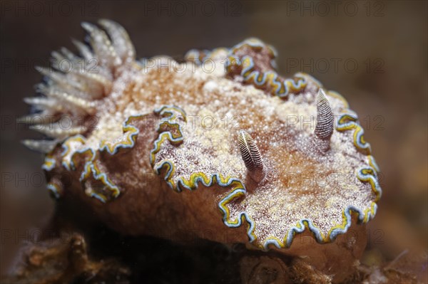 Rand-glossodoris (Glossodoris cincta)