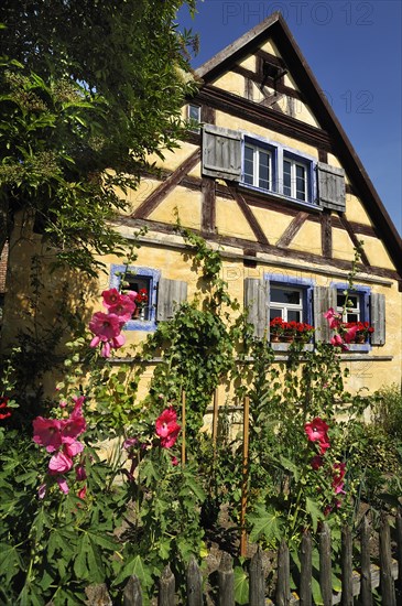 Blossoming Hollyhocks (Alcea rosea) in front of the Hackerhaus building