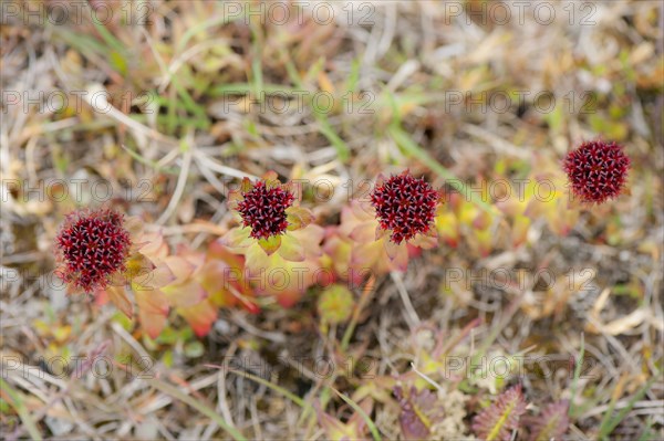 Roseroot (Rhodiola rosea)