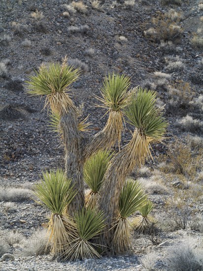 Joshua Tree (Yucca brevifolia)