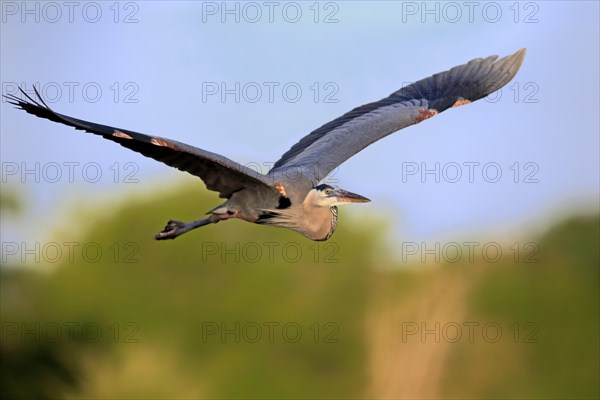 Great Blue Heron (Ardea herodias)