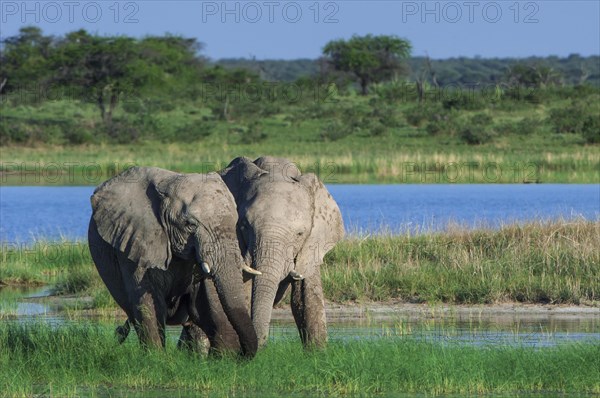 African elephants (Loxodonta africana) playfighting at the Namutoni water hole