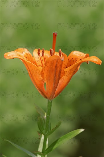 Fire Lily (Lilium bulbiferum)