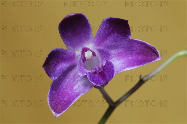 Moth Orchid (Phalaenopsis)