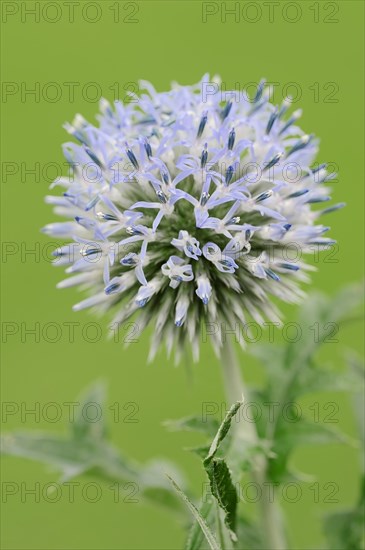 Small Globe Thistle (Echinops ritro)