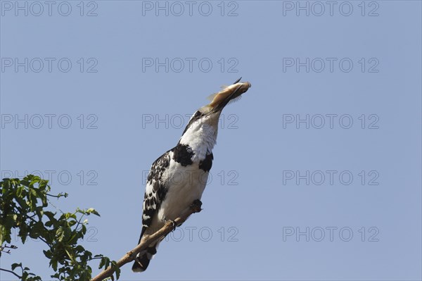 Pied Kingfisher (Ceryle rudis)