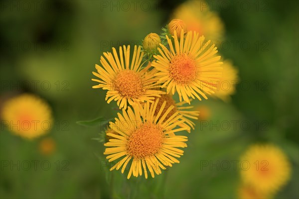 British Yellow-head or Yellowhead