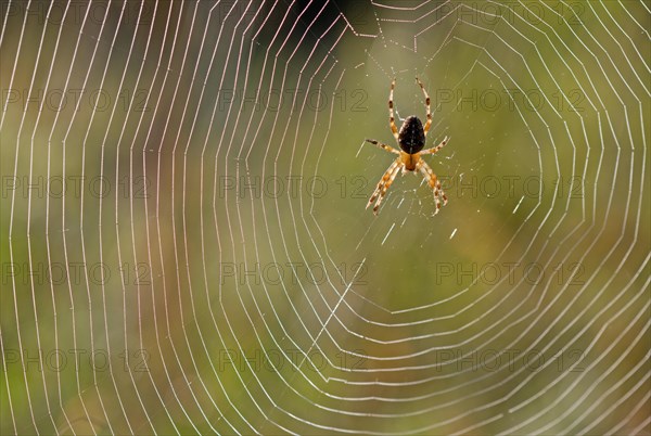 European Garden Spider (Araneus diadematus) in spiderweb
