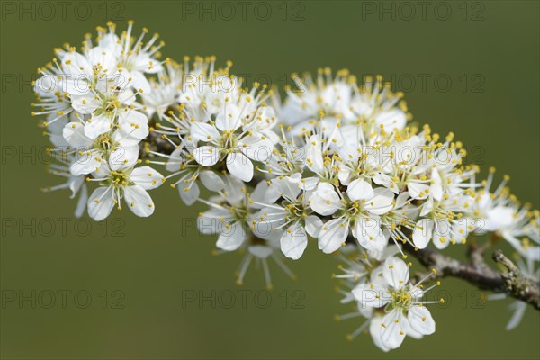 Blackthorn (Prunus spinosa)