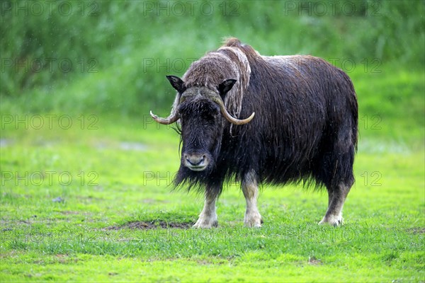 Musk Ox or Muskox (Ovibos moschatus)