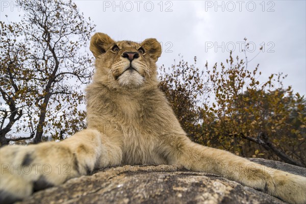Lion (Panthera leo)