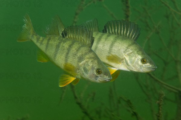 European perch (Perca fluviatilis)