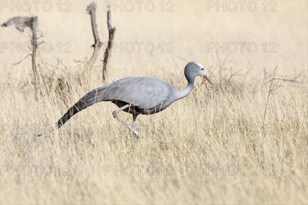 Blue Crane (Anthropoides paradisea) in grass