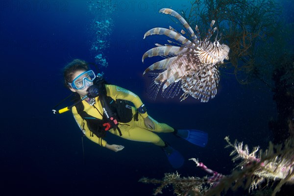 Scuba diver watching a Red Lionfish (Pterois volitans)