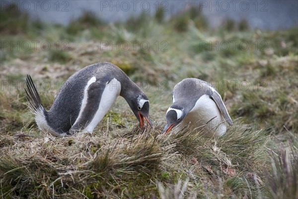 Gentoo Penguins (Pygoscelis papua)