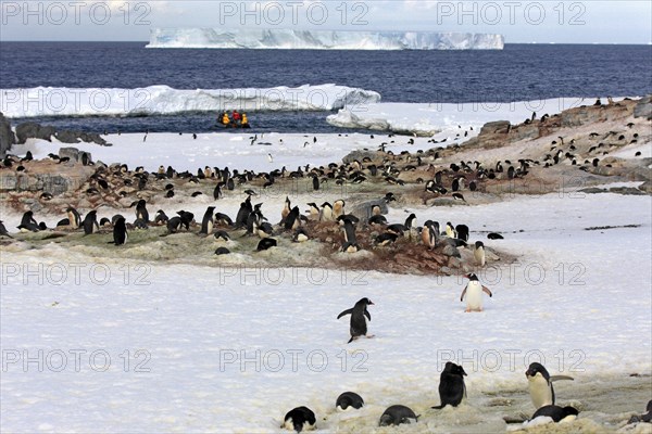 Penguin colony