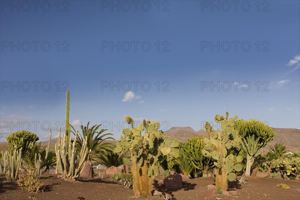 Cacti (Cactaceae) in Las Playitas