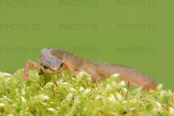 Smooth Newt or Common Newt (Lissotriton vulgaris