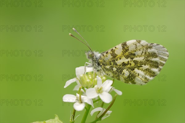 Orange Tip (Anthocharis cardamines)