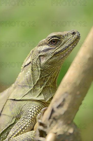 Malayan Sail-finned Lizard or Amboina Sail-finned Lizard (Hydrosaurus amboinensis)