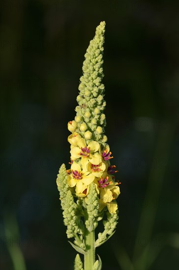 Dark Mullein (Verbascum nigrum)