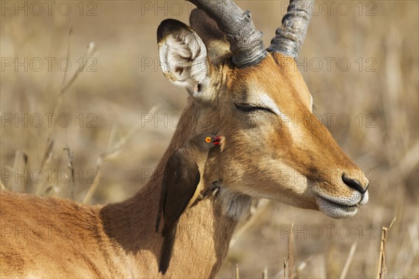 Impala (Aepyceros melampus)